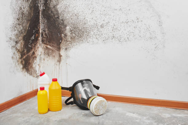 Best DIY Mold Remediation Support Services in Blakely, GA
