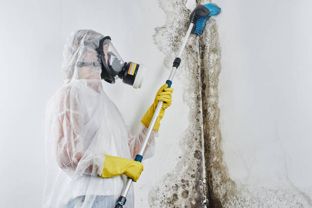 Best Basement Mold Remediation in Blakely, GA