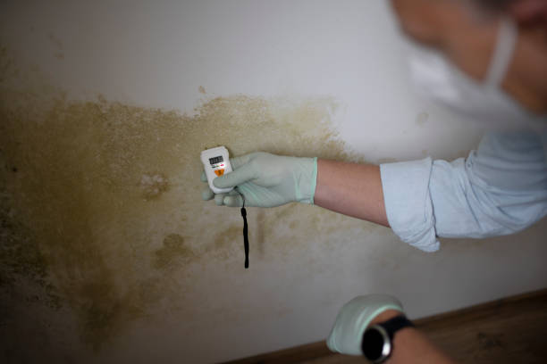 Best Kitchen Mold Remediation in Blakely, GA