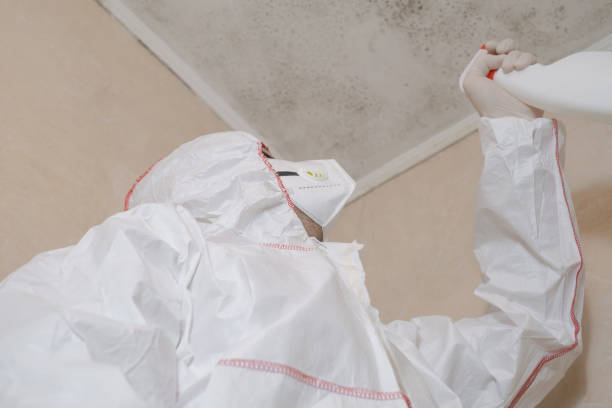 Best Attic Mold Remediation in Blakely, GA