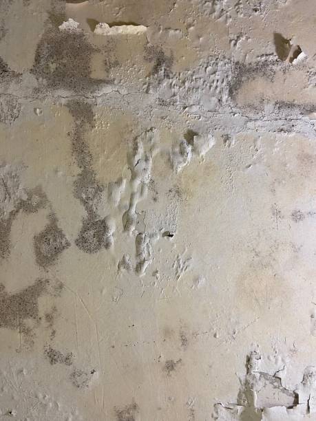 Best Crawl Space Mold Remediation in Blakely, GA