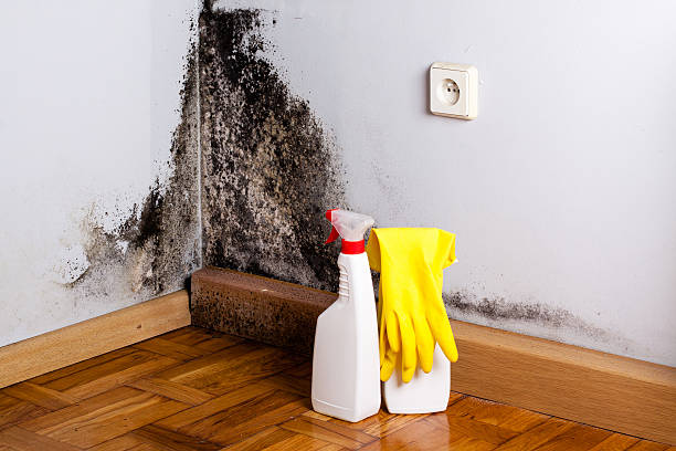 Best White Mold Remediation in Blakely, GA